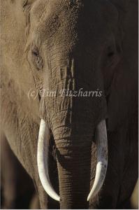 Antique Roadshow No Longer Appraised Elephant Tusks